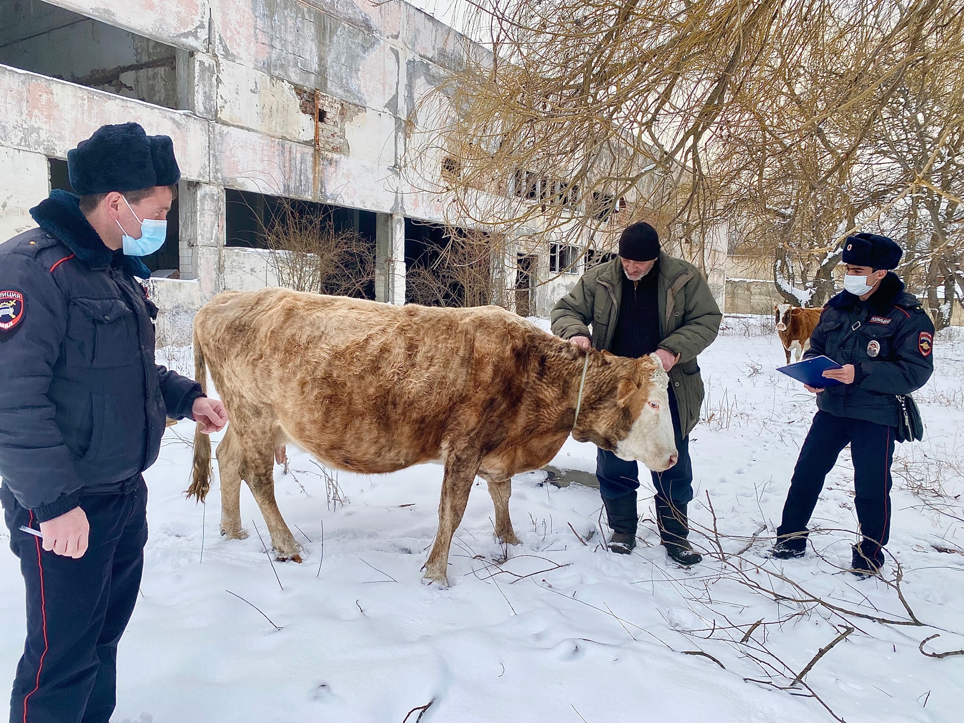 Оснащение световозвращателями сельскохозяйственных животных
